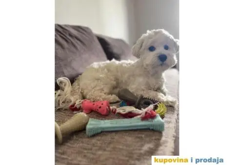 Maltezer za parenje - 2/5