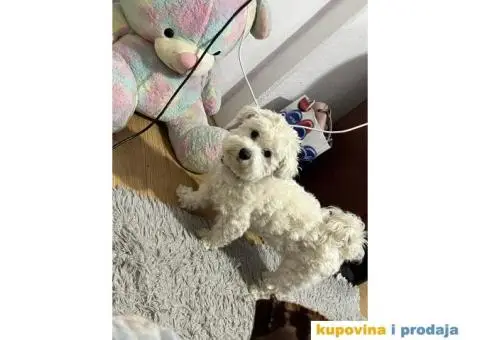 Maltezer za parenje - 4/5