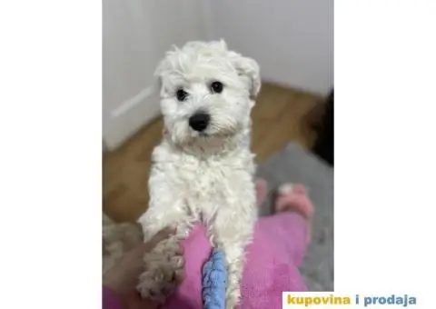 Maltezer za parenje - 5/5