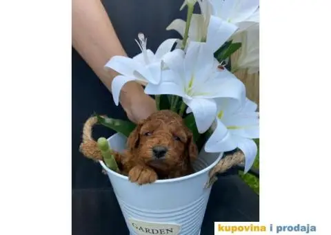 Patuljasta Pudla TOP štenci - 1/4