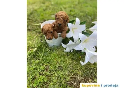 Patuljasta Pudla TOP štenci - 2/4