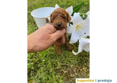 Patuljasta Pudla TOP štenci - 3/4