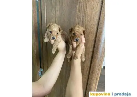 Patuljasta Pudla TOP štenci - 4/4