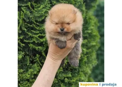 Pomeranac BOO medvedići, Pomeranski Špic štenci - 1/5