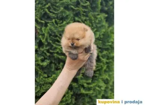 Pomeranac BOO medvedići, Pomeranski Špic štenci - 2/5