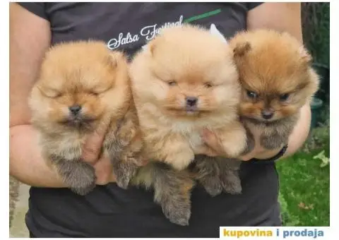 Pomeranac BOO medvedići, Pomeranski Špic štenci - 3/5