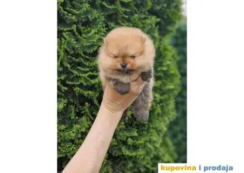Pomeranac BOO medvedići, Pomeranski Špic štenci - 4/5