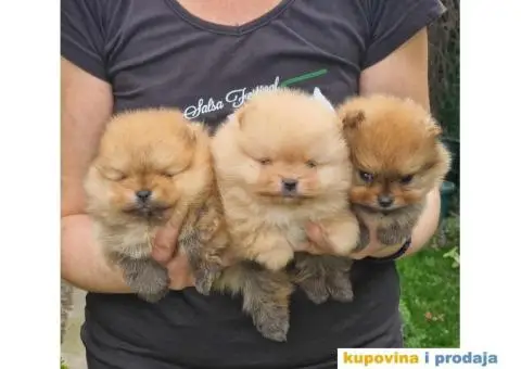 Pomeranac BOO medvedići, Pomeranski Špic štenci - 5/5