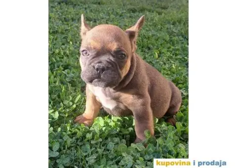 Francuski Buldog - 1/12
