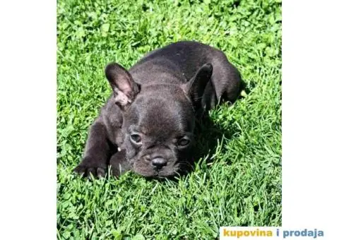 Francuski Buldog - 2/12