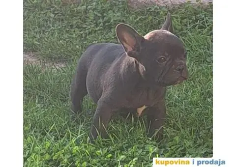 Francuski Buldog - 3/12