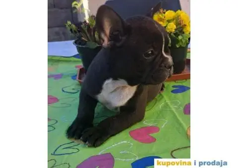 Francuski Buldog - 4/12