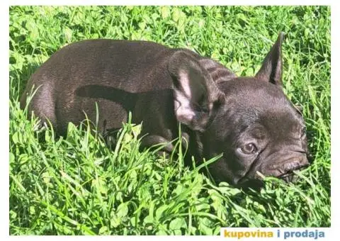 Francuski Buldog - 5/12