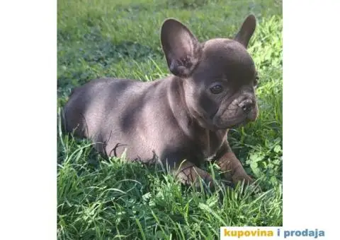 Francuski Buldog - 6/12