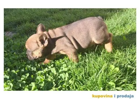 Francuski Buldog - 7/12