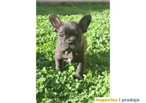 Francuski Buldog - 8/12
