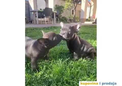 Francuski Buldog - 9/12