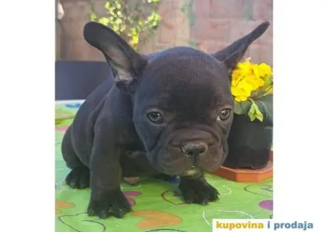 Francuski Buldog - 10/12
