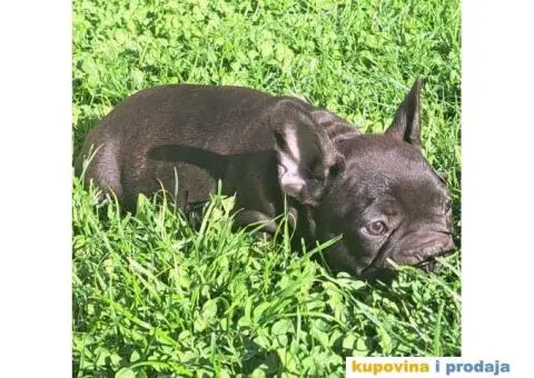 Francuski Buldog - 11/12