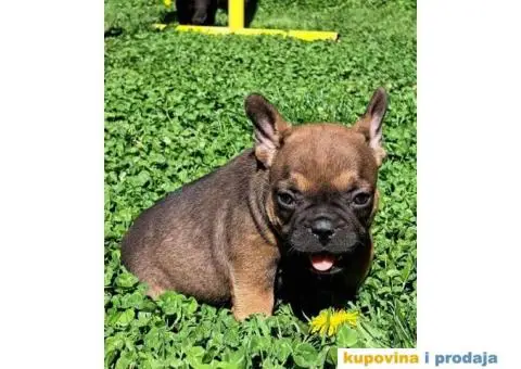 Francuski Buldog - 12/12