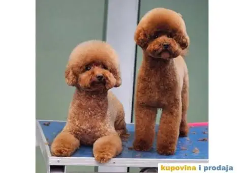 Toy i patuljaste pudle, bebice - 1/4