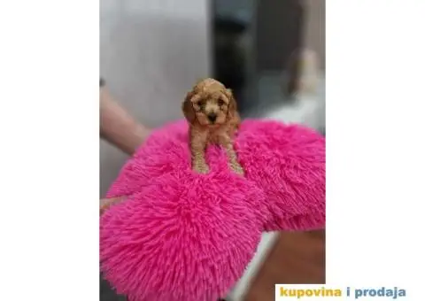 Toy i patuljaste pudle, bebice - 2/4