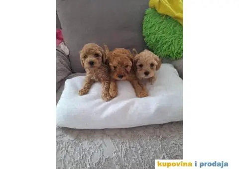 Toy i patuljaste pudle, bebice - 3/4