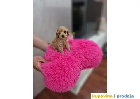 Toy i patuljaste pudle, bebice - 4/4