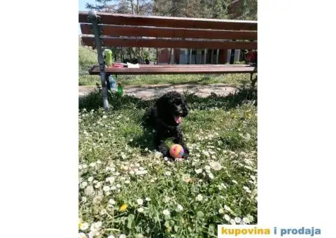 Gile traži devojku - 1/12