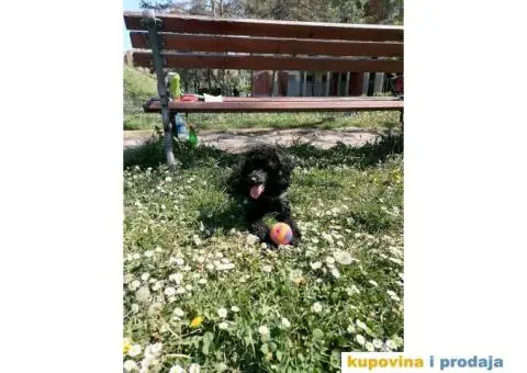 Gile traži devojku - 2/12