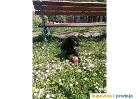 Gile traži devojku - 3/12