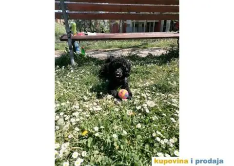 Gile traži devojku - 4/12