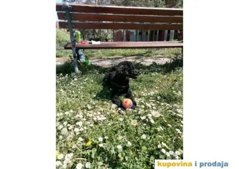 Gile traži devojku - 5/12