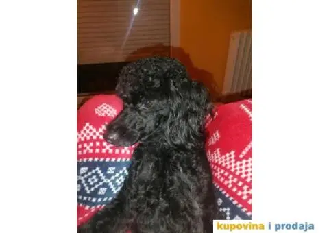 Gile traži devojku - 6/12