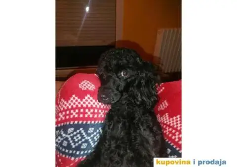 Gile traži devojku - 7/12