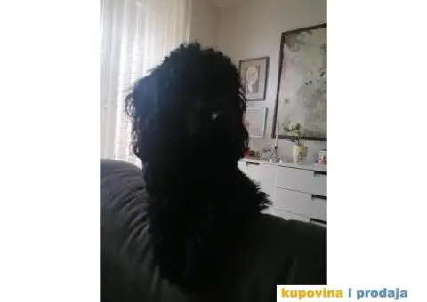 Gile traži devojku - 8/12