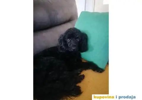 Gile traži devojku - 9/12