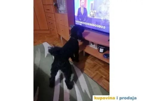 Gile traži devojku - 10/12