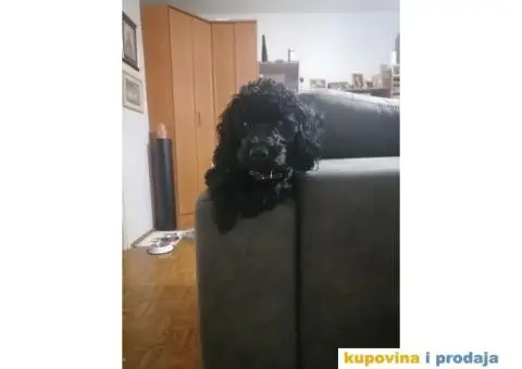 Gile traži devojku - 11/12