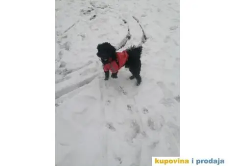 Gile traži devojku - 12/12