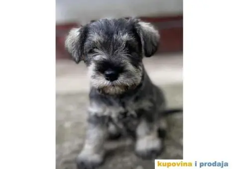 Patuljasti Šnaucer Miniature Schnauzer - 1/3