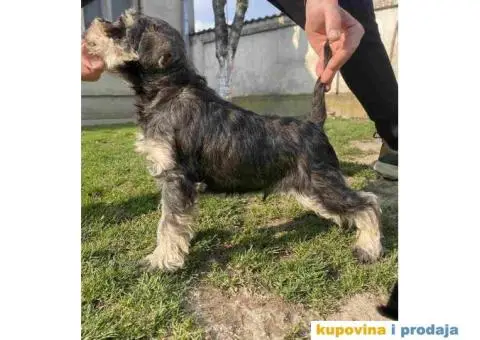 Patuljasti Šnaucer Miniature Schnauzer - 2/3