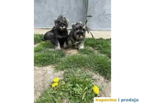 Patuljasti Šnaucer Miniature Schnauzer - 3/3