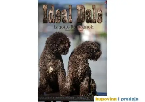 Lagotto Romagnolo Ideal Dale