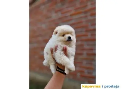 Medvedici POMERANCA boo - 1/5