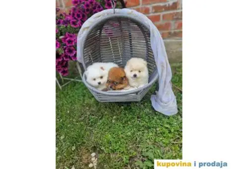 Medvedici POMERANCA boo - 2/5