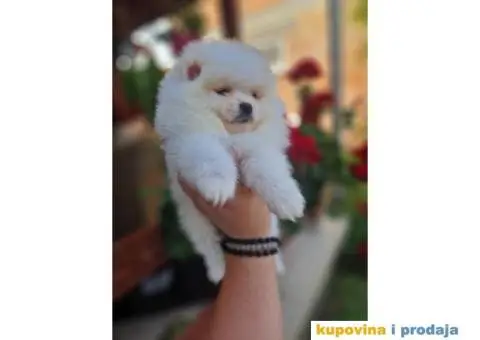 Medvedici POMERANCA boo - 3/5