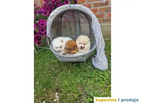 Medvedici POMERANCA boo - 4/5