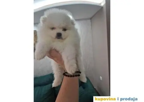 Medvedici POMERANCA boo - 5/5