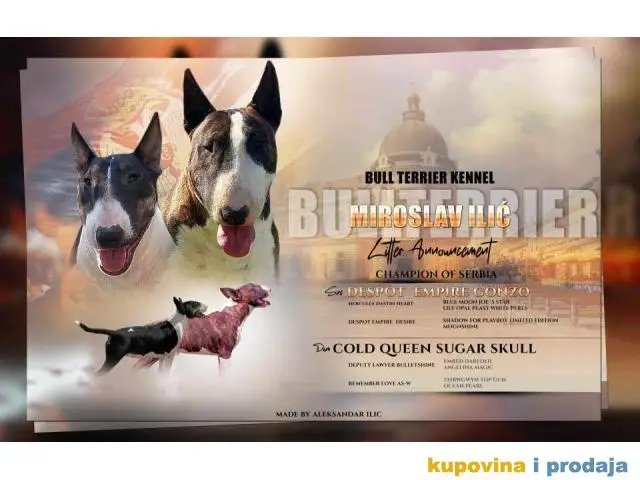 Standard Bull Terrier  stenci na prodaju - 1